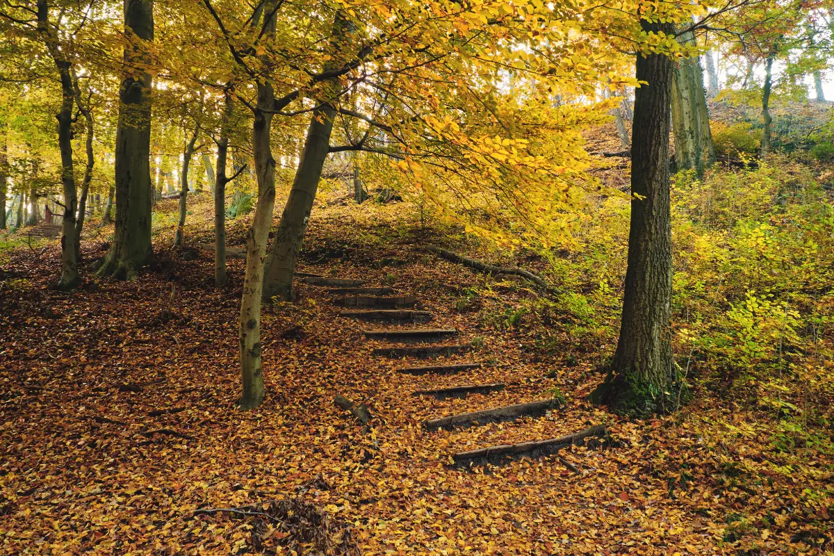 Stone steps in a serene forest environment