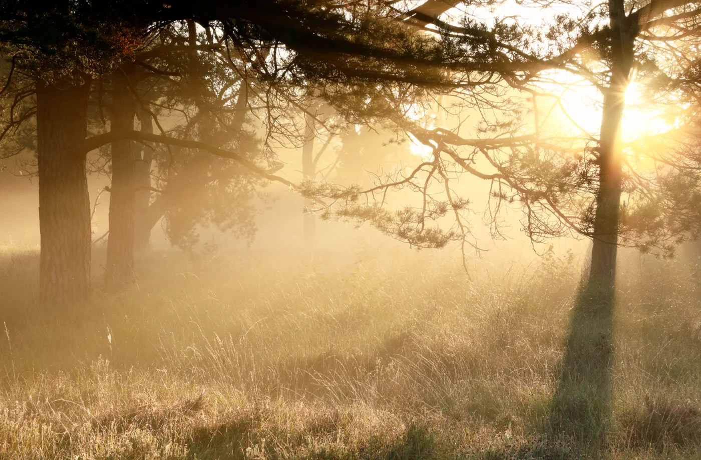 Gold misty sunrise through calm forest trees
