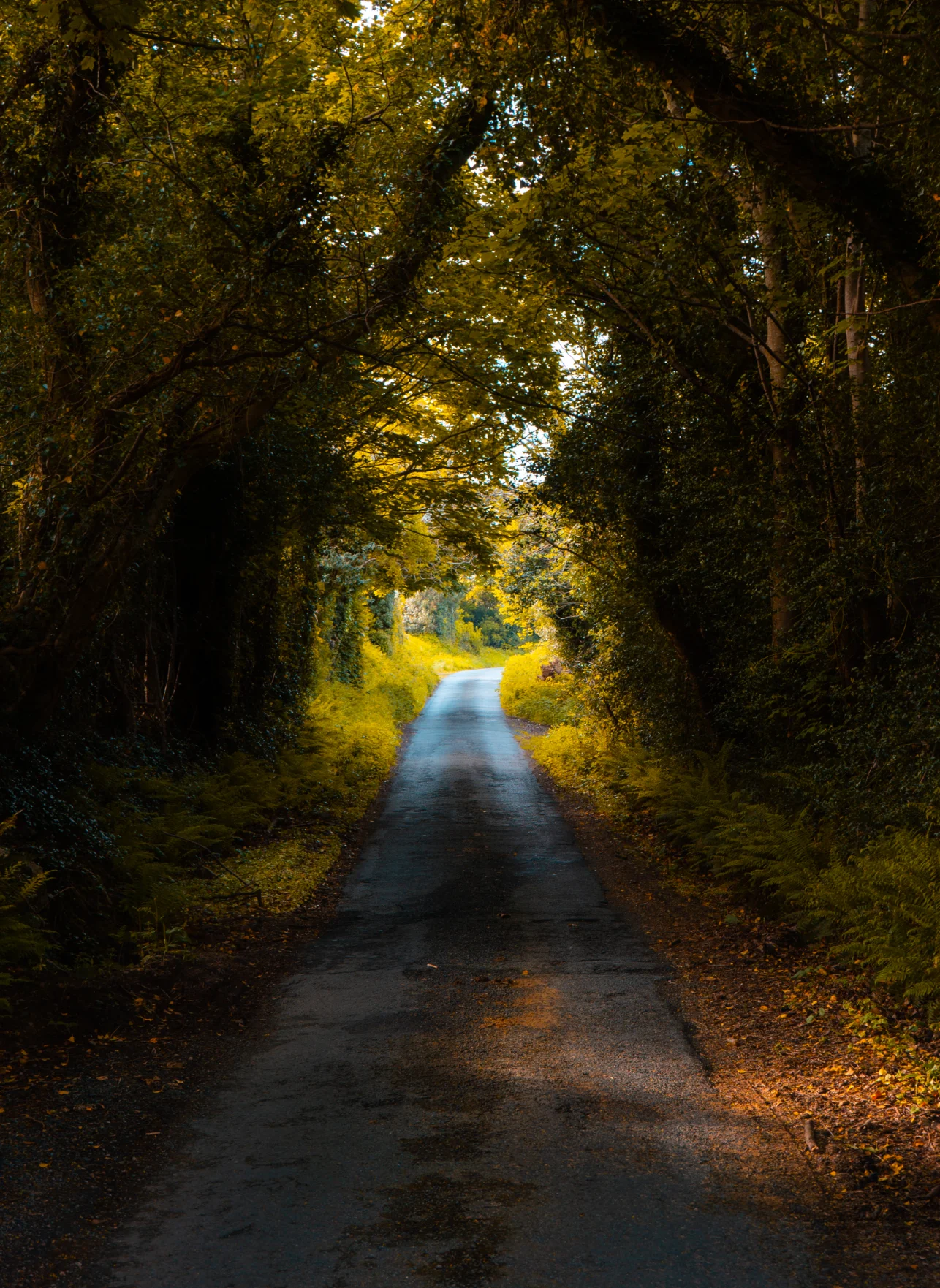 Pathway through green trees in nature