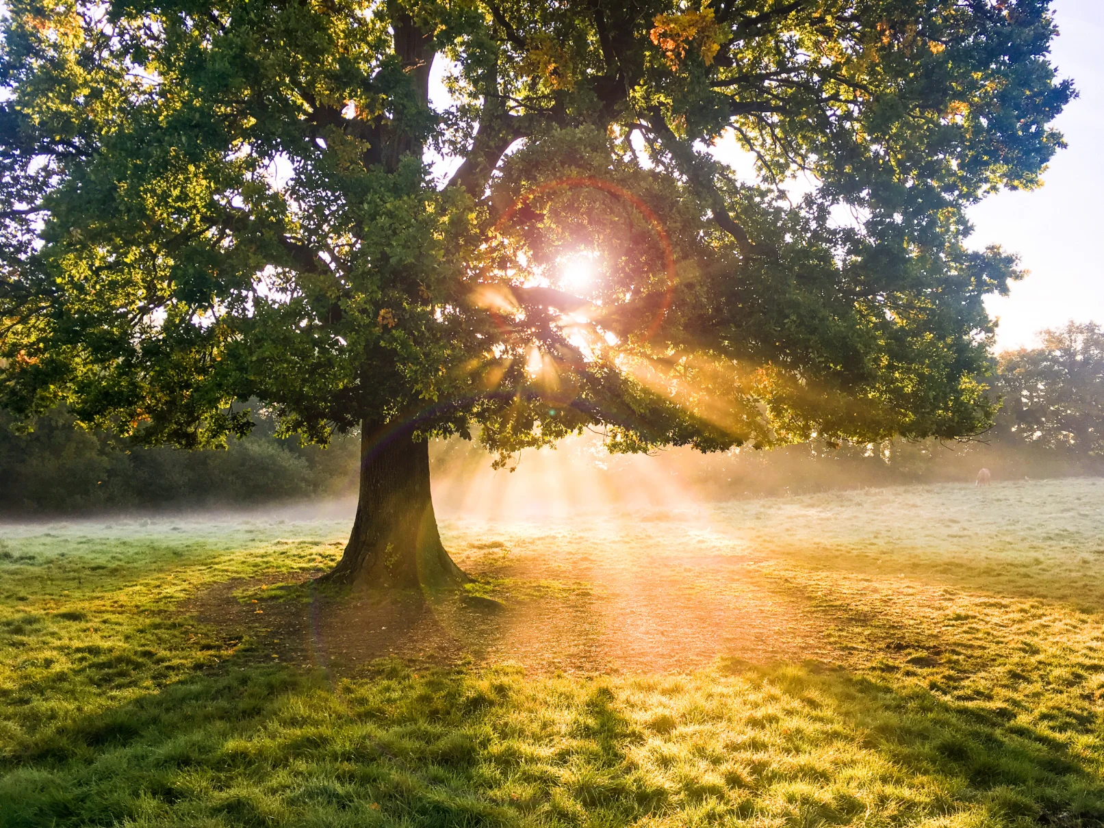 Sun rays shining through a large tree